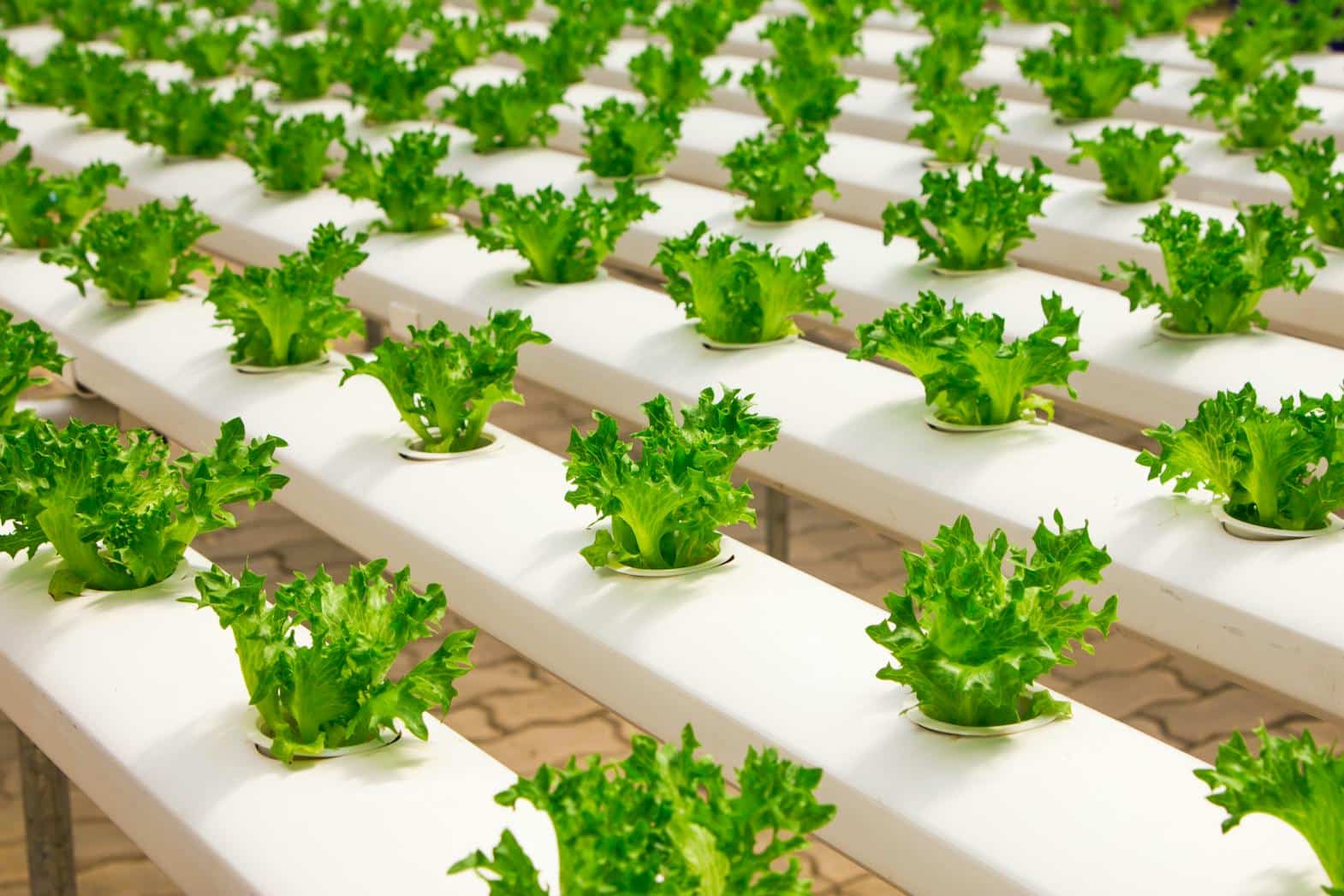 This represents the hydroponics solution to grow vegetables in supermarkets, SweGreen.
